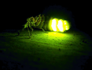 Figura 16. Cristales de urato bioluminiscentes de luciérnaga. porque‑emiten‑luz‑las‑luciernagas.gif