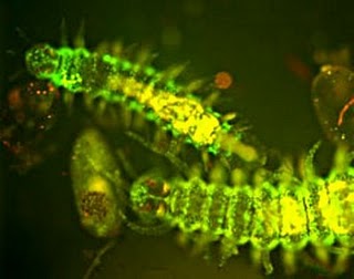 Figura 17. Bioluminiscencia extracelular en crustáceos. bioluminiscencia‑gusanos.jpg