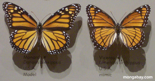 Figura 6. Mimetismo Mülleriano entre especies de lepidópteros. butterf.gif