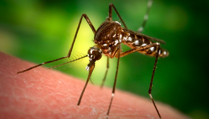 Figura 13. Los insectos chupadores de sangre utilizan la termorrecepción para localizar huéspedes endotérmicos. mosquito.jpg