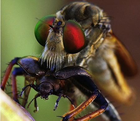 Figura 15. Escarabajo golpeando su estructura torácica con las patas para asustar a su depredador. asesinos.jpg