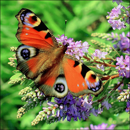 Figura 1. La mariposa pavo real extiende sus alas con el objetivo de cortejar a su pareja. mariposa_peacock_01.jpg