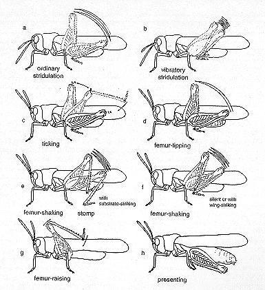 Figura 15. Mecanismo de estridulación en el saltamontes. http://www.sidney.ars.usda.gov/grasshopper/ID_Tools/F_Guide/images/fig12.jpg 