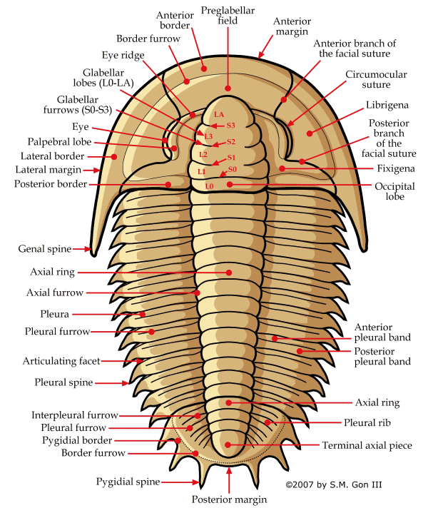 visión_dorsal_trilobites.gif