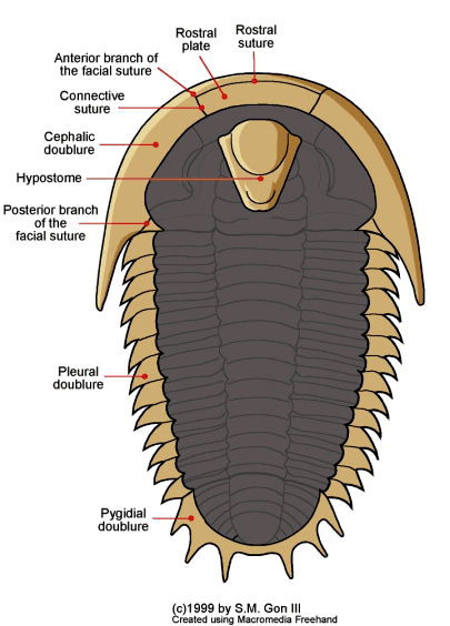 visión_ventral_trilobites.gif