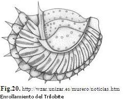 trilob18.JPG