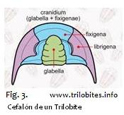 trilob3.JPG