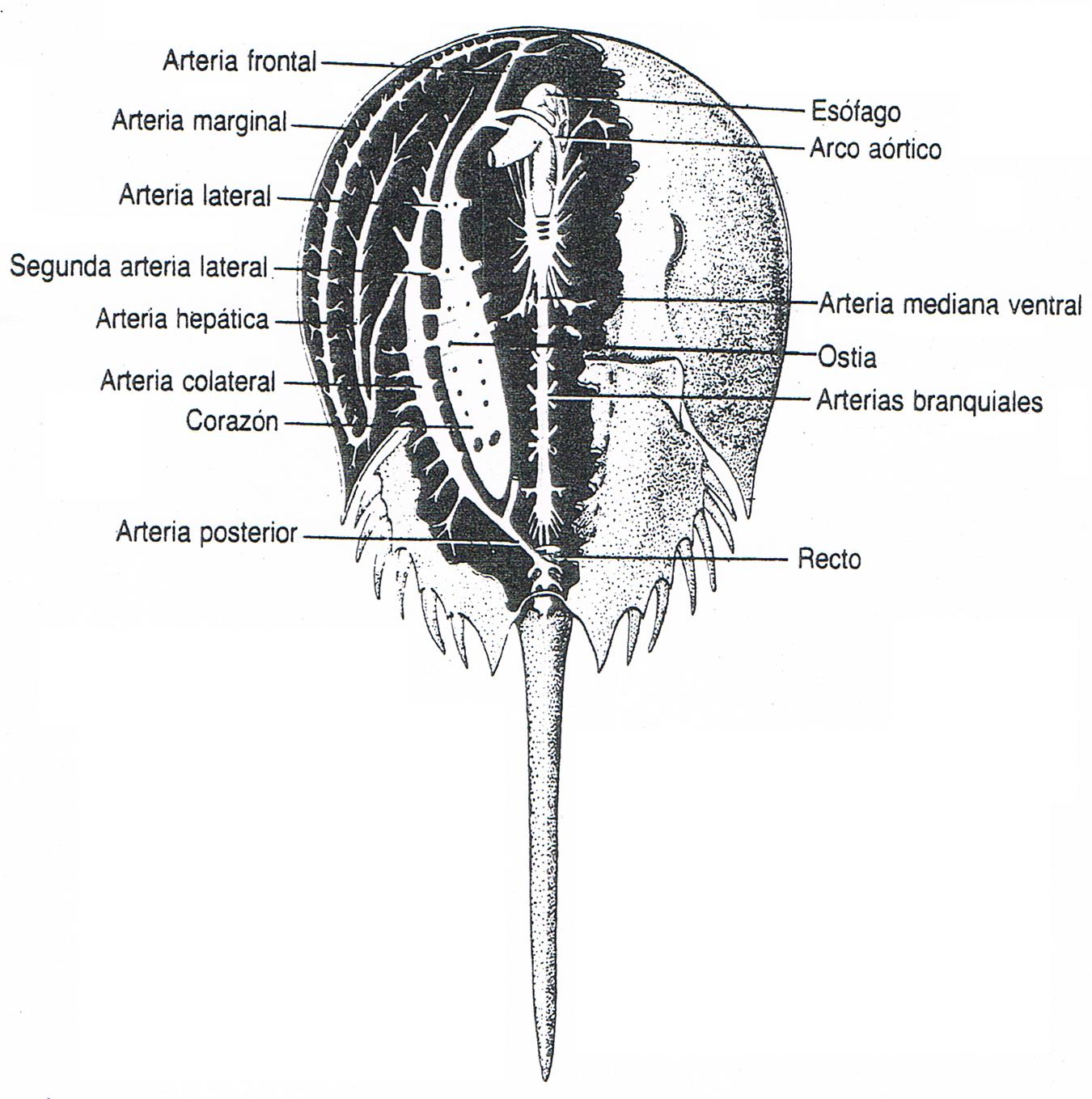Fig 7. Aparato circulatorio Limulus. Fuente: De la Fuente Freyre, José Antonio (1994)