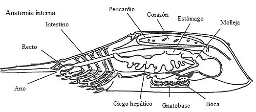Fig 6. Aparato digestivo. Fuente: De la Fuente Freyre, José Antonio (1994)