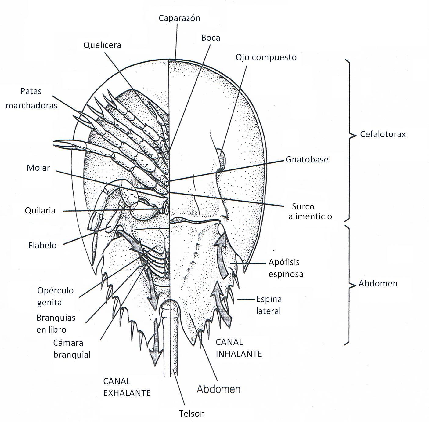 Fig 3. Morfología externa: vista dorsal y ventral. Fuente: Ruppert (2004)