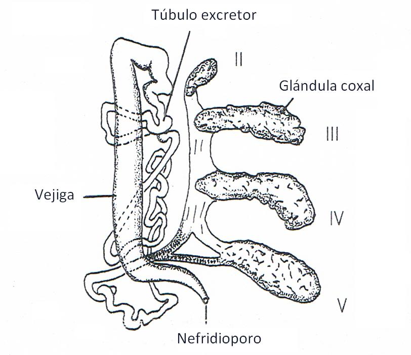 Fig 8.Saco nefridial y conducto excretor. Fuente: Ruppert (2004)