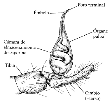Órgano copulador (Fuente: Invertebrados.Brusca)