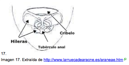 Resultado de imagen de Cribelo