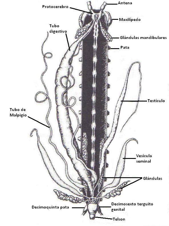 Sistema digestivo/Fuente: J.A. De la Fuente 1994 "Zoología de los invertebrados"