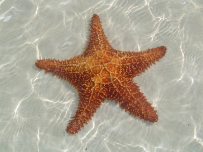reino animal > organismos simples y equinodermos > equinodermos >  morfología de una estrella de mar imagen - Diccionario Visual