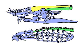 Fig.1: Cráneo de mixín y lamprea respectivamente.