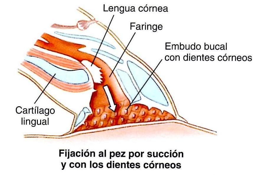 Fig.16: Fijación al pez por succión y con los dientes córneos. 