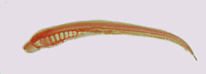 Fig. 11 Larva de Lamprea