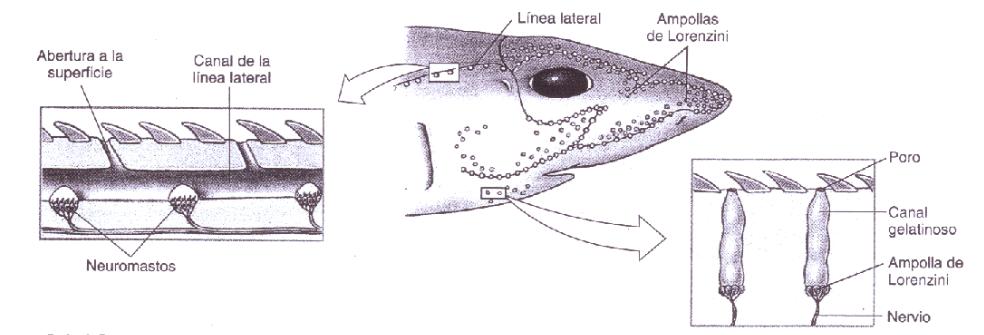 Resultado de imagen de Ampolla de Lorenzini