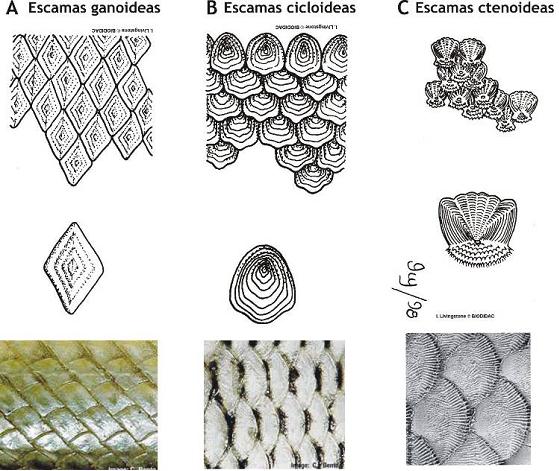 Resultado de imagen de escamas peces al microscopio