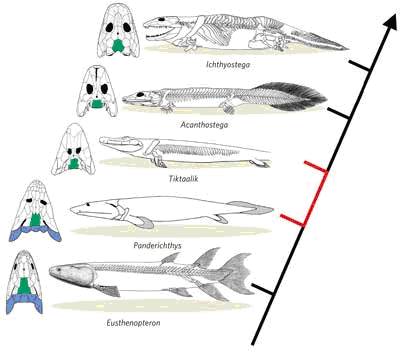 Figura 6. Cambios craneales y algunos corporales en los distintos grupos, desde el antepasado ripidistio hasta el tetrápodo Ichthyostega, que consiguió independizarse del agua casi totalmente. (Referencia: Google imágenes)