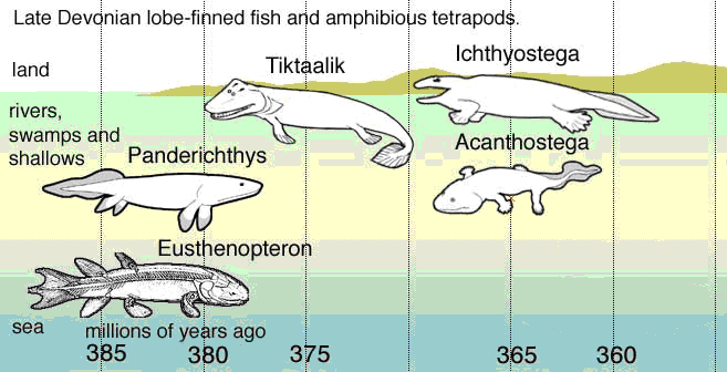 Figura 3. Progreso de la línea evolutiva del pez Rifidistio Eusthenopteron (Modificado de Wikipedia)