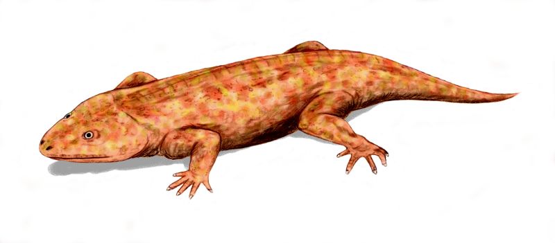 Figura 4. Seymouria, representante de los Reptiliomorfos. (Referencia: Google imágenes)