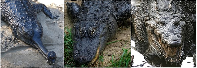 external image 800px-Comparison_-_Crocodilia.jpg