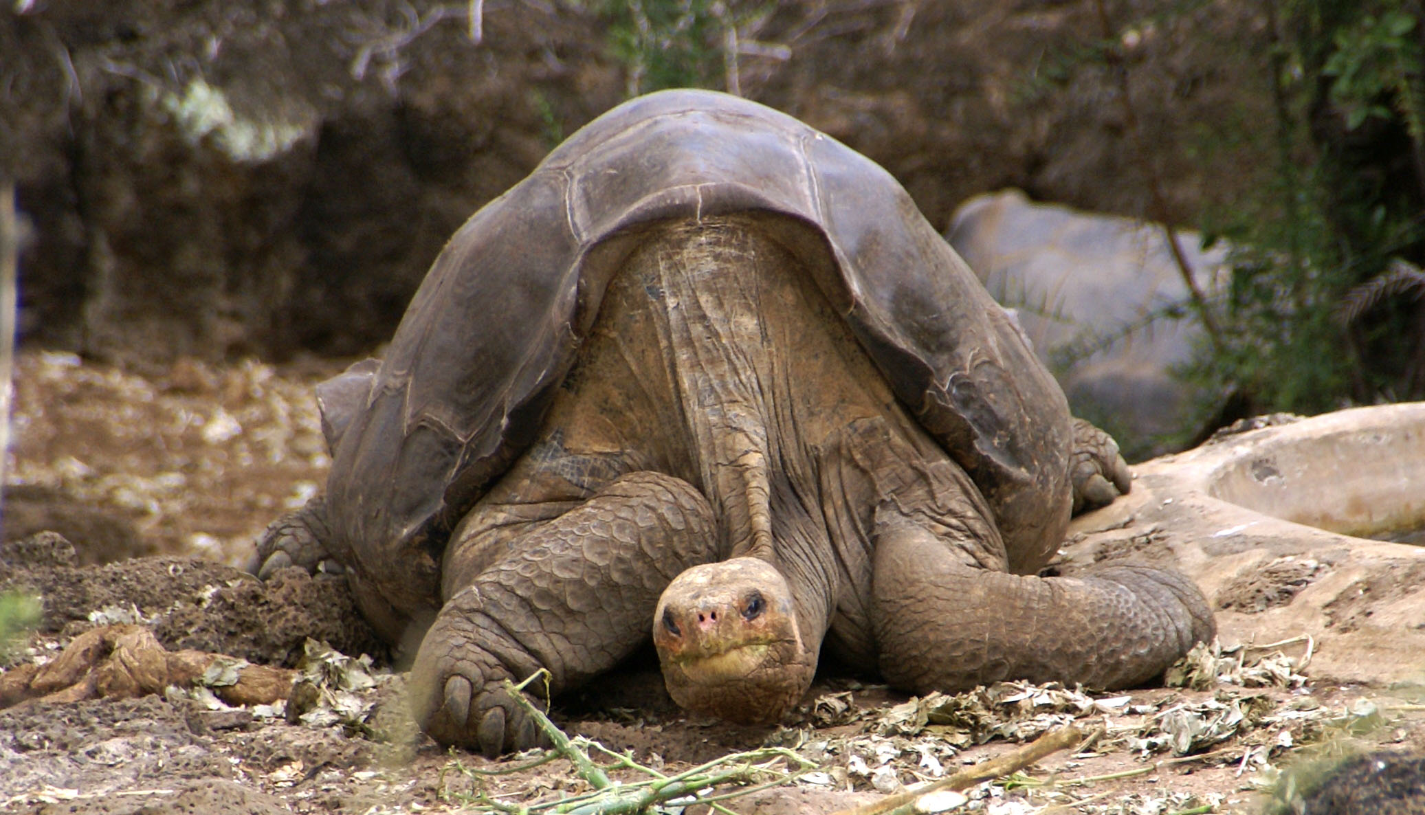 external image Lonesome_George_-Pinta_giant_tortoise_-Santa_Cruz.jpg