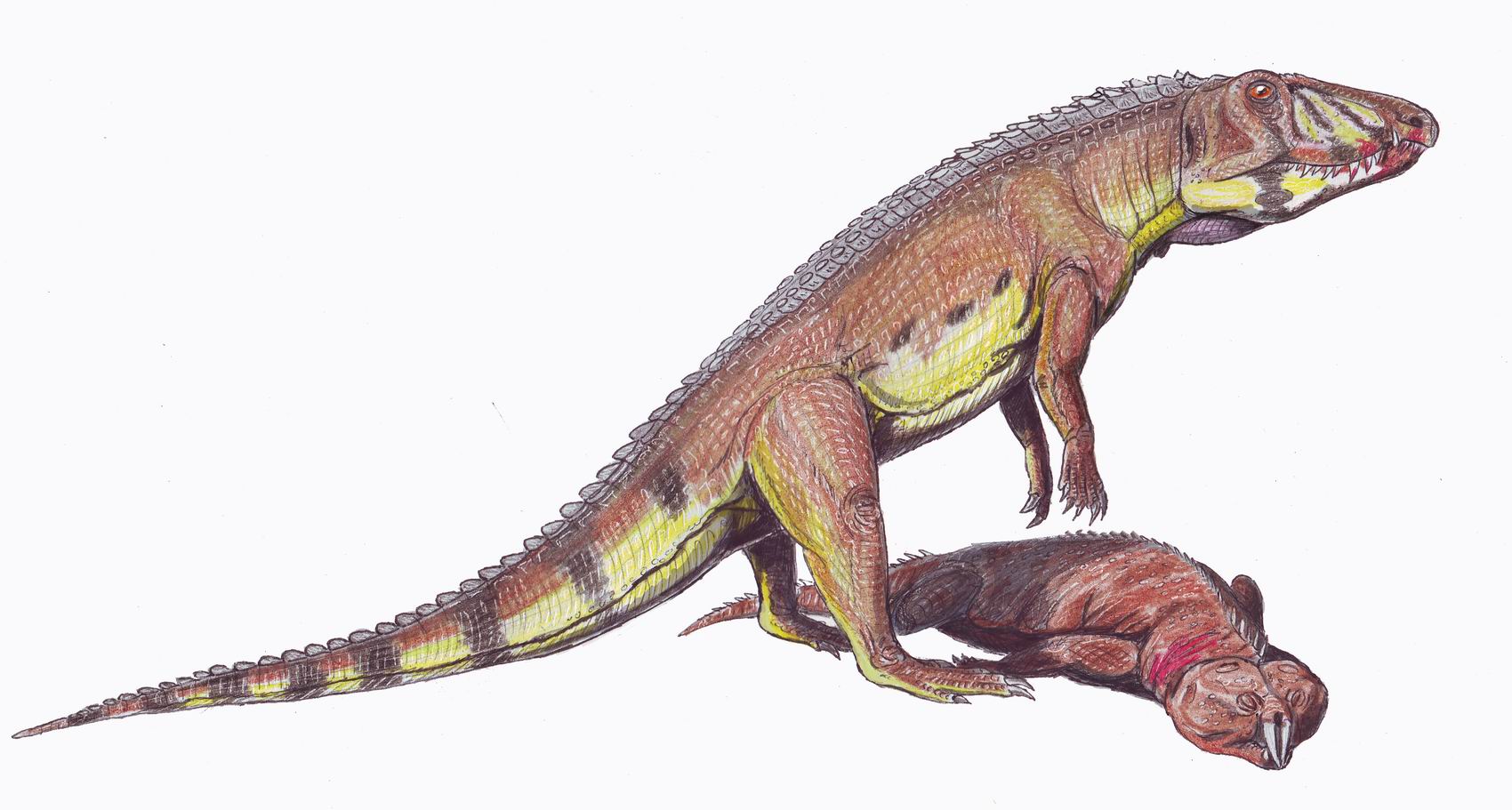external image Ornithosuchus1DB.jpg
