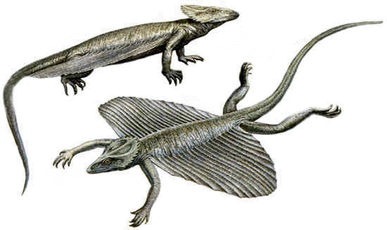 external image coelurosauravus.gif