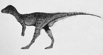 Micropachycephalosaurus.jpg