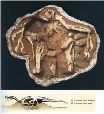 Fósil de Oviraptórido en su nido "Glorified dinosaurs" L. M. Chiappe