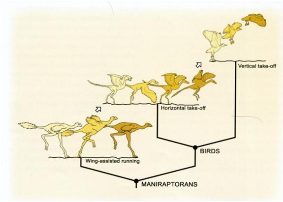 Posible origen del vuelo en aves "Glorified dinosaurs" L. M. Chiappe
